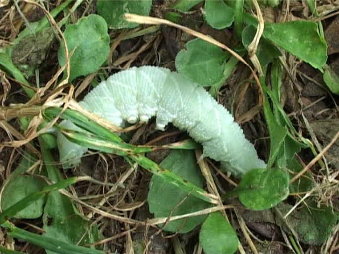 Pappelschwärmer ( Laothoe populie ), Raupe des Pappelschwärmers : Kaiserstuhl, Vogtsburg-Burkheim, im Rheinwald, 21.07.2006